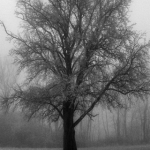 blackwhitesnowtree blackwhitesnowtree