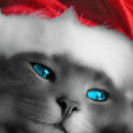 santakitty santakitty