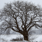 snowytree snowytree