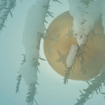 treeball treeball