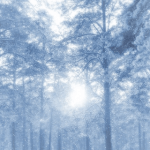 winterforest winterforest