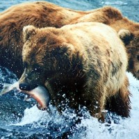 bear