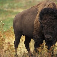 bison
