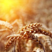 wheat