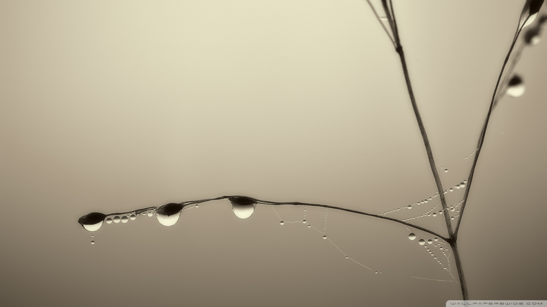 silence_and_stillness-wallpaper-1920x1080