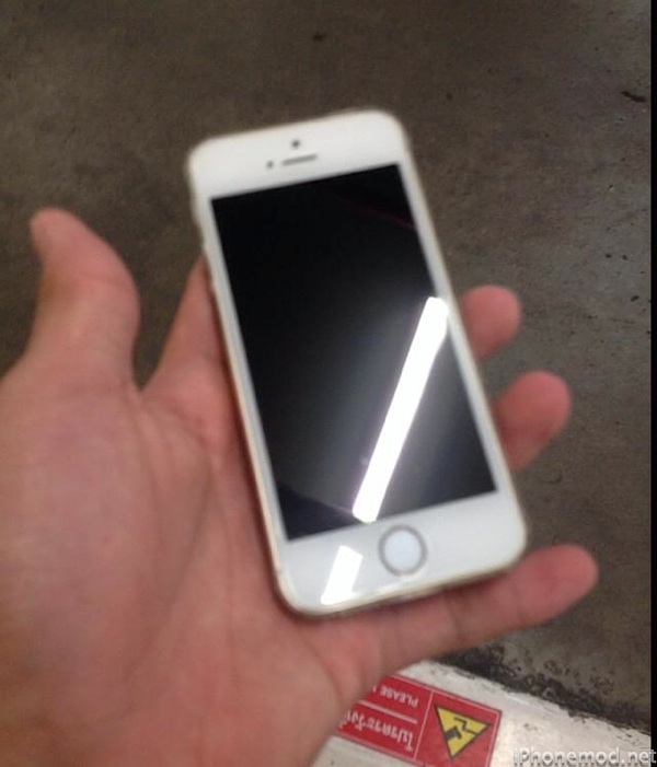 gorilla10489061_772537149445212_2012318782_n