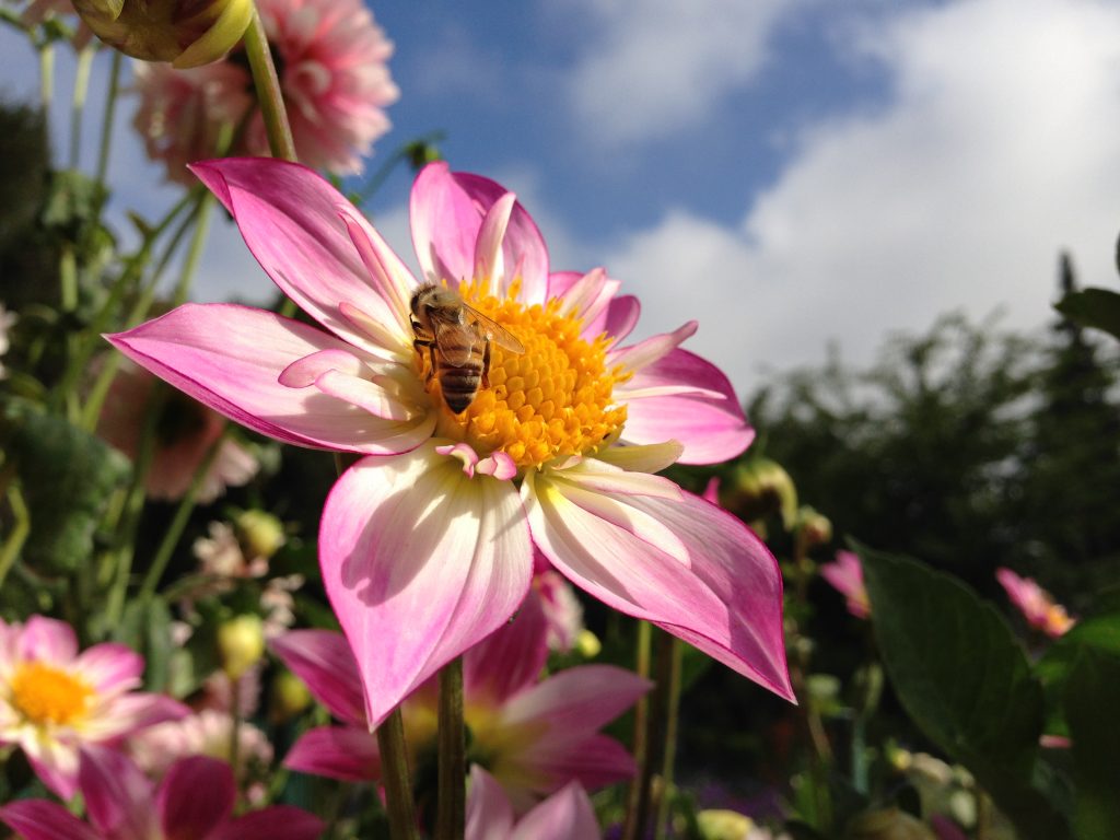 ถ่ายรูปขณะกำลังอัดวีดีโอด้วย iPhone 5