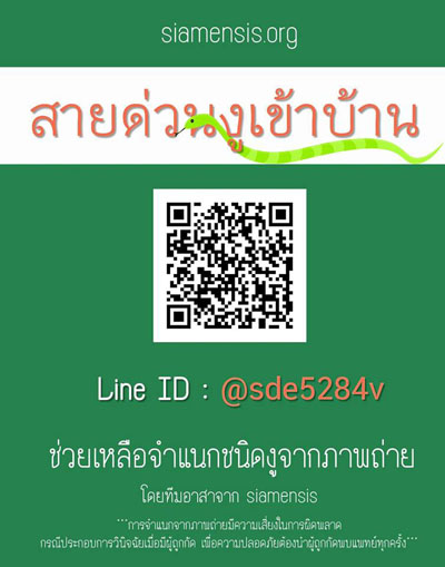 งูเข้าบ้าน