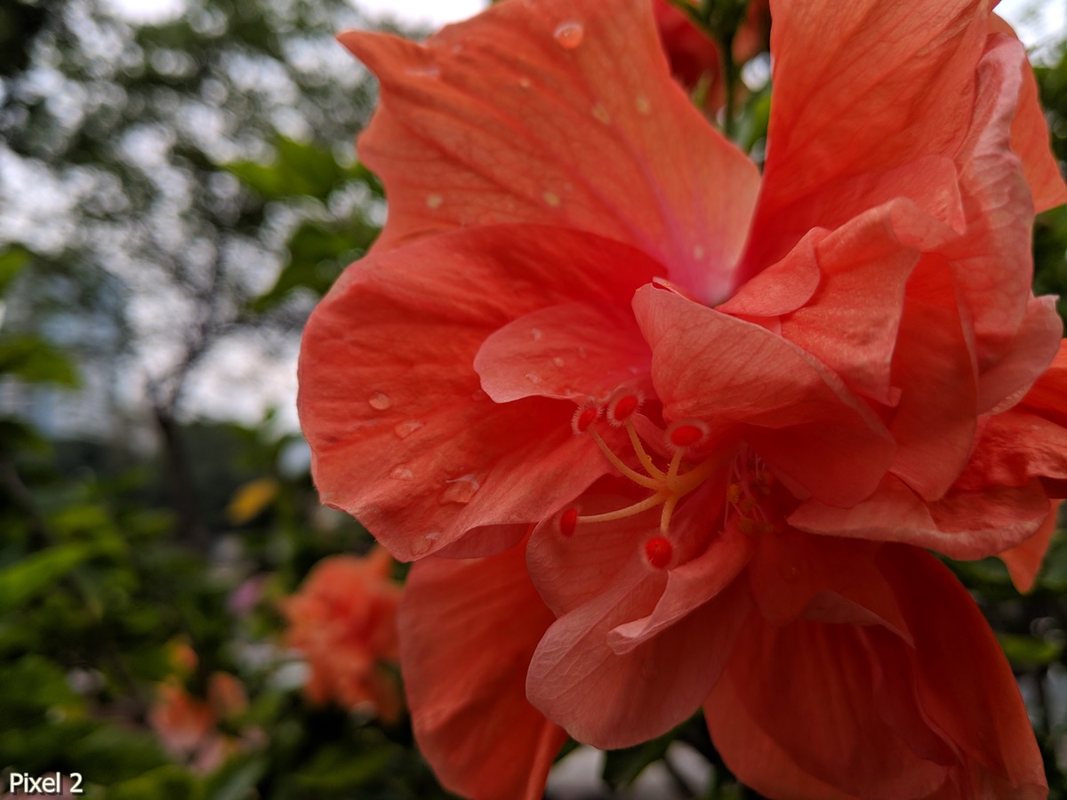 Photos Taken With Pixel 2 (12)