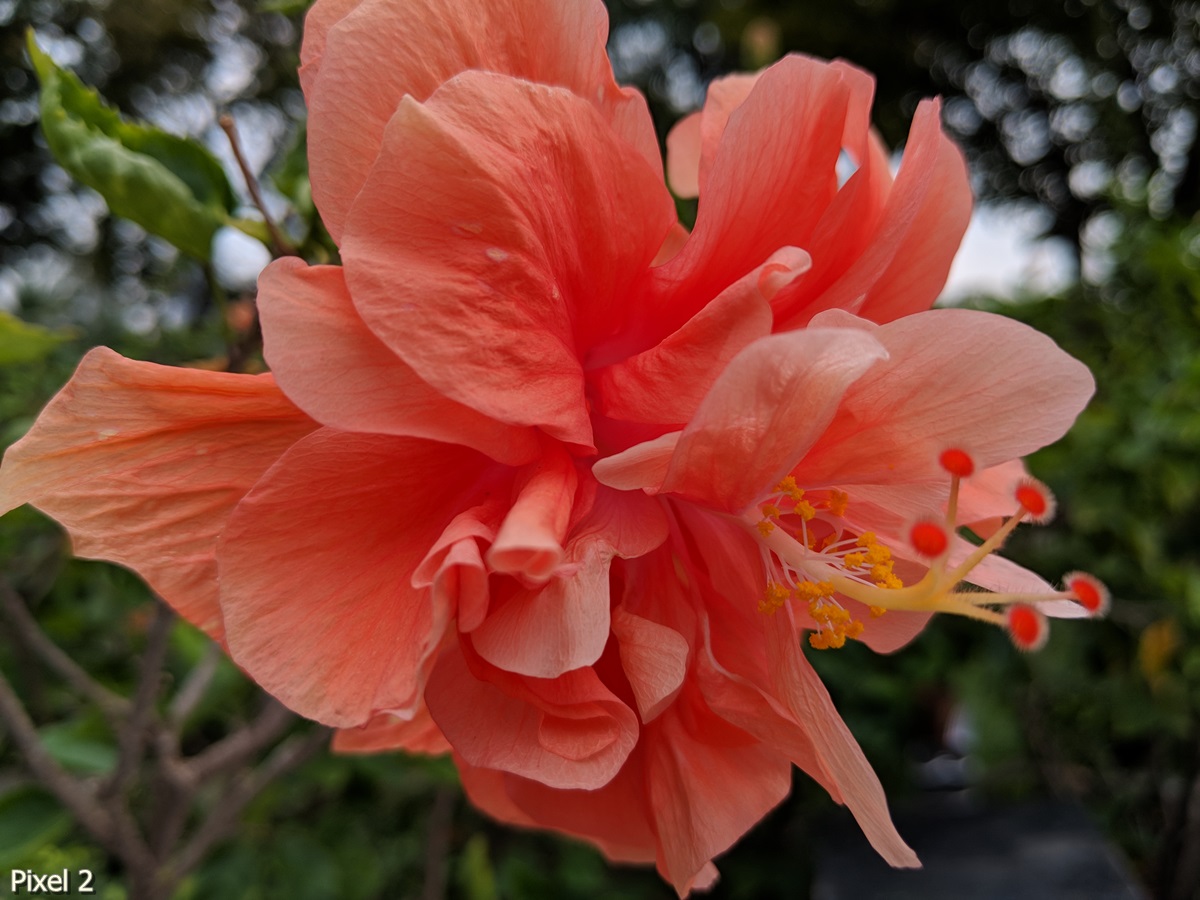 Photos Taken With Pixel 2 (13)