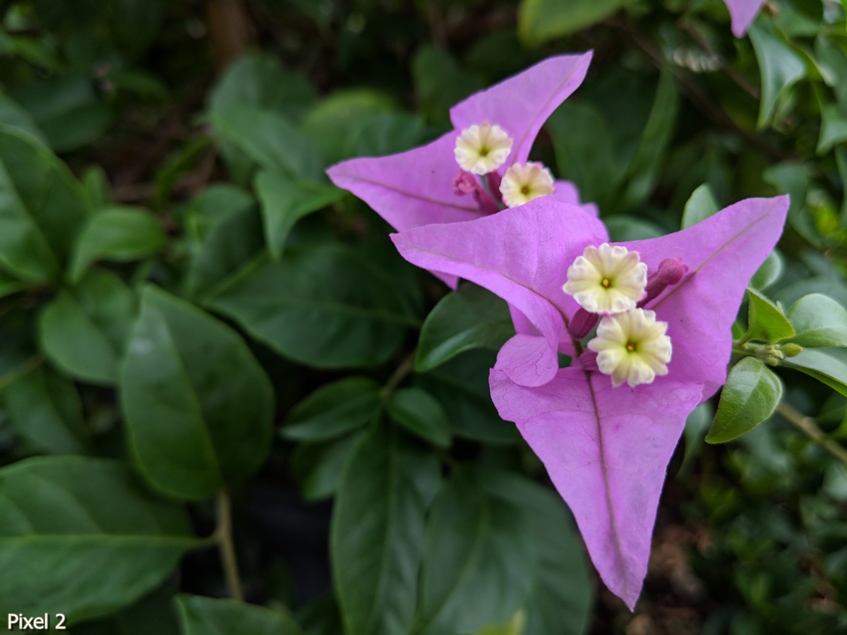 Photos Taken With Pixel 2 (14)