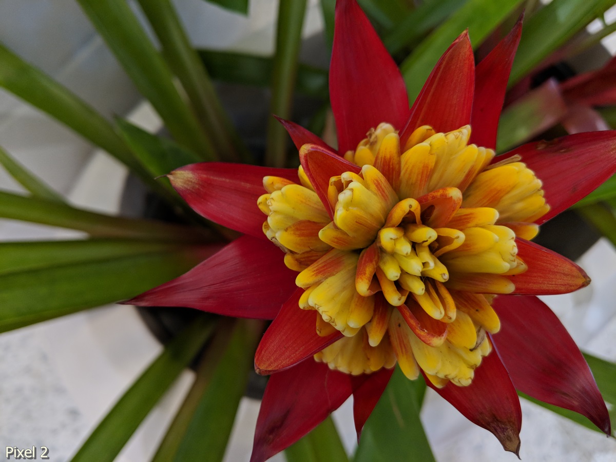 Photos Taken With Pixel 2 (3)