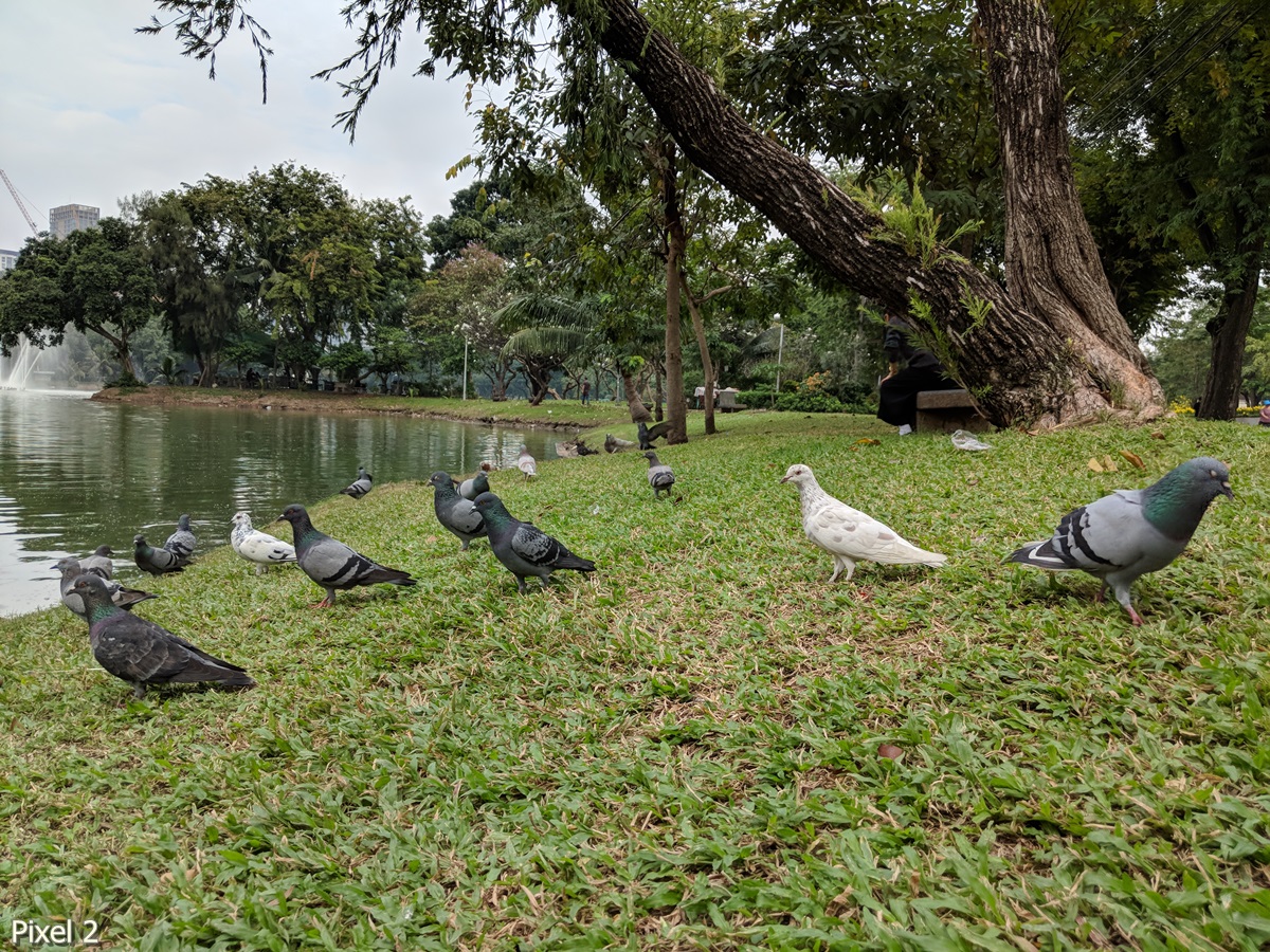 Photos Taken With Pixel 2 (8)