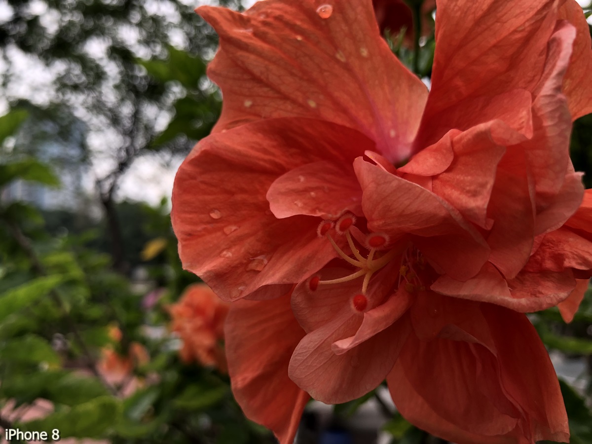 Photos Taken With Iphone 8 (12)