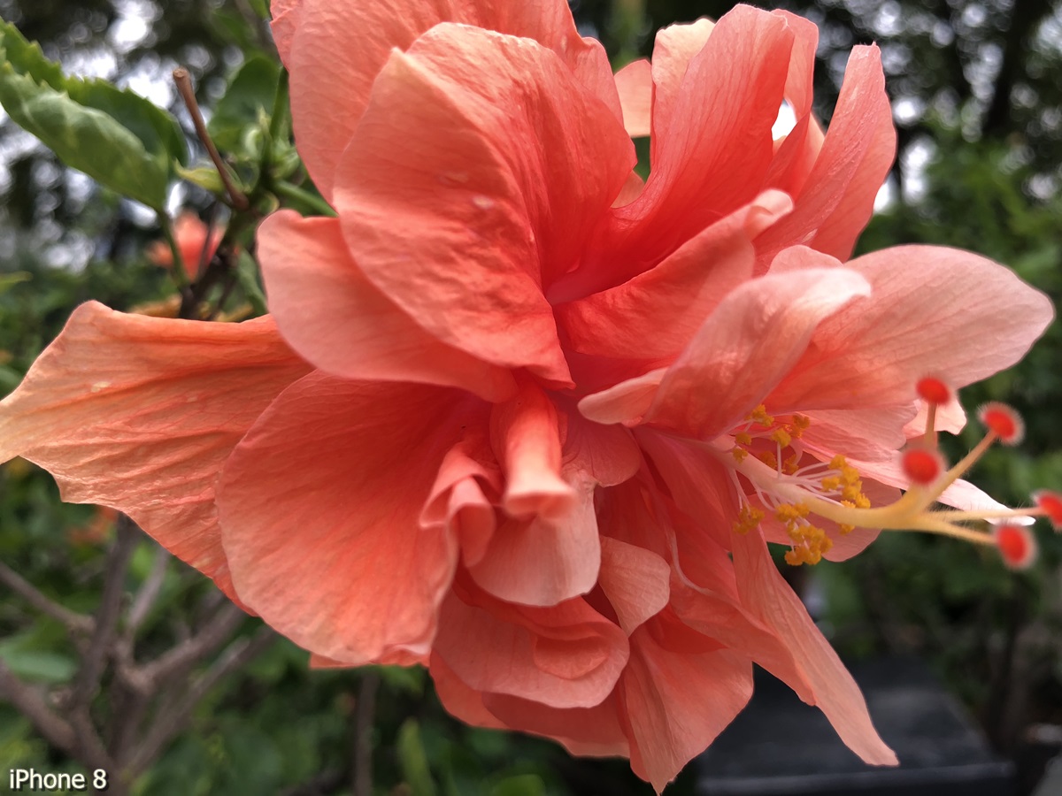 Photos Taken With Iphone 8 (13)