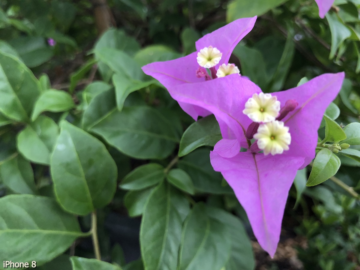 Photos Taken With Iphone 8 (14)