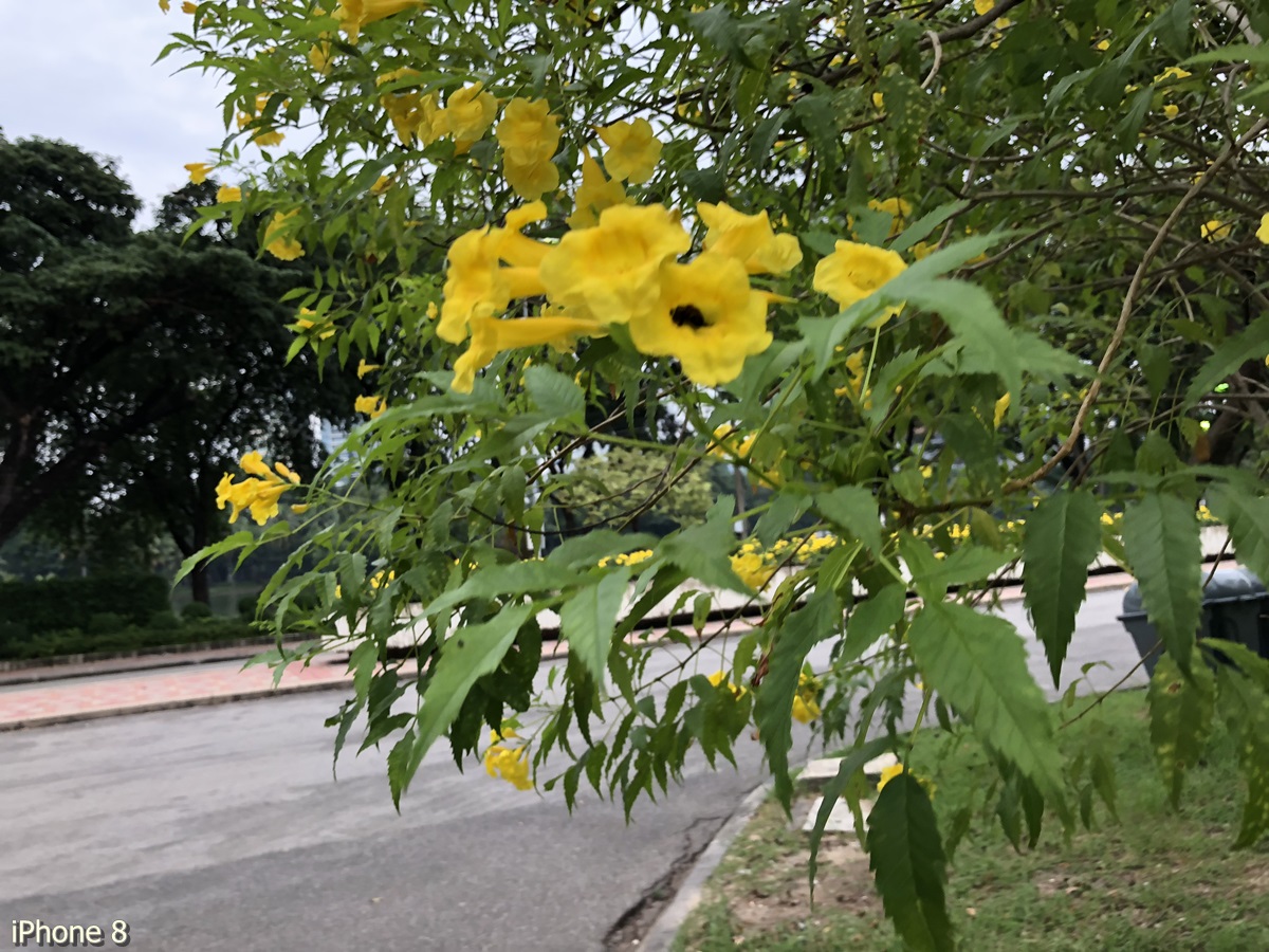 Photos Taken With Iphone 8 (16)