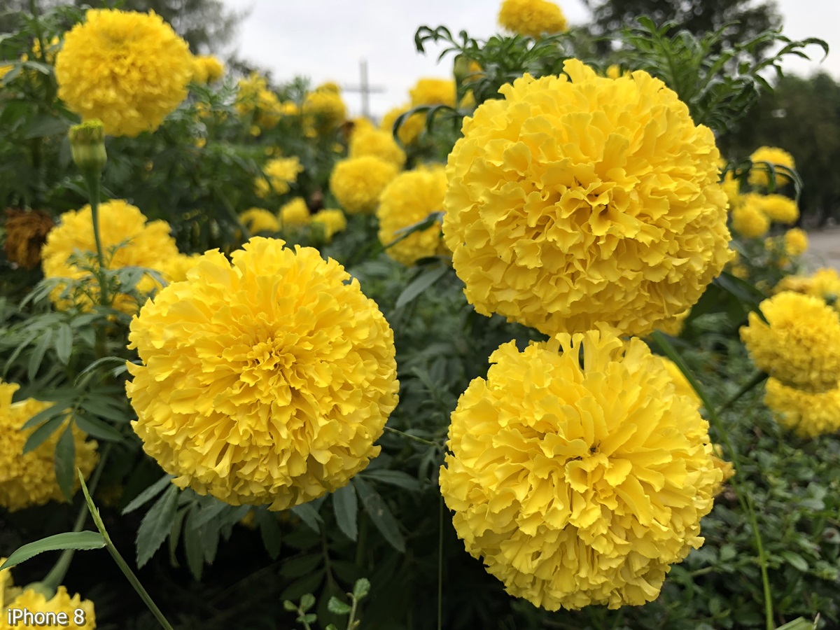 Photos Taken With Iphone 8 (7)