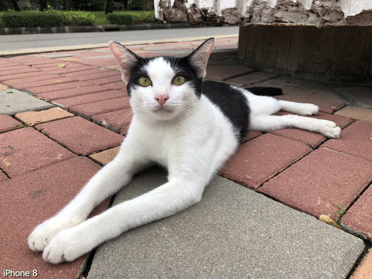 Photos Taken With Iphone 8 (9)