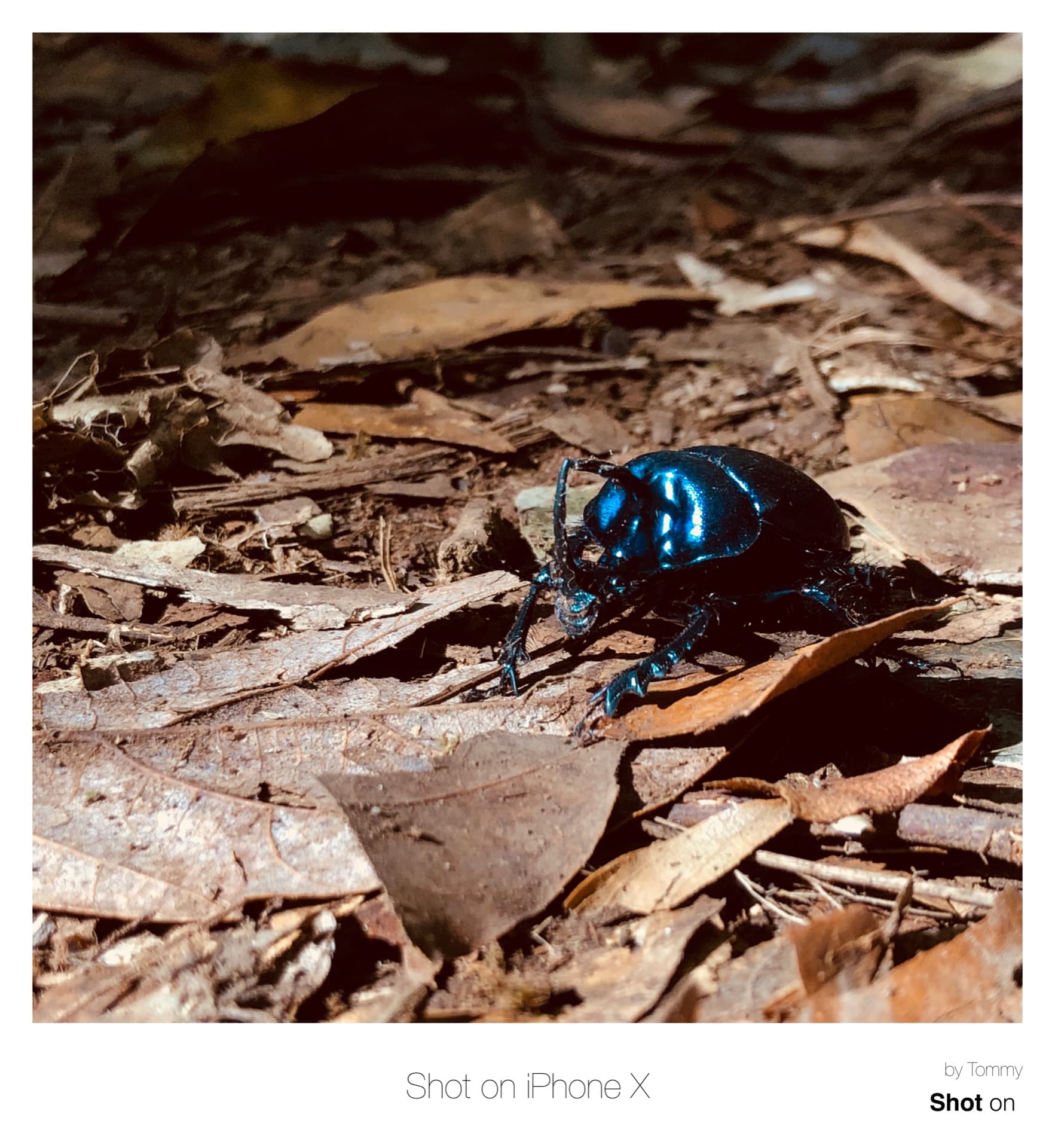 Shot On Iphone X By Tommy 01