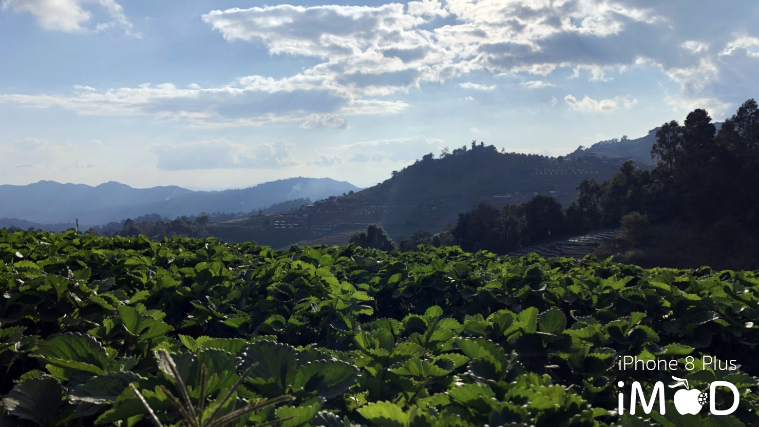 Iphone 8 Plus Wide Angle View 12