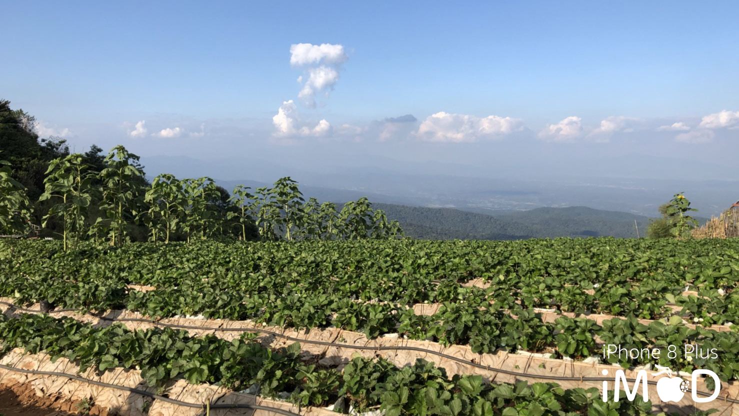 Iphone 8 Plus Wide Angle View 7