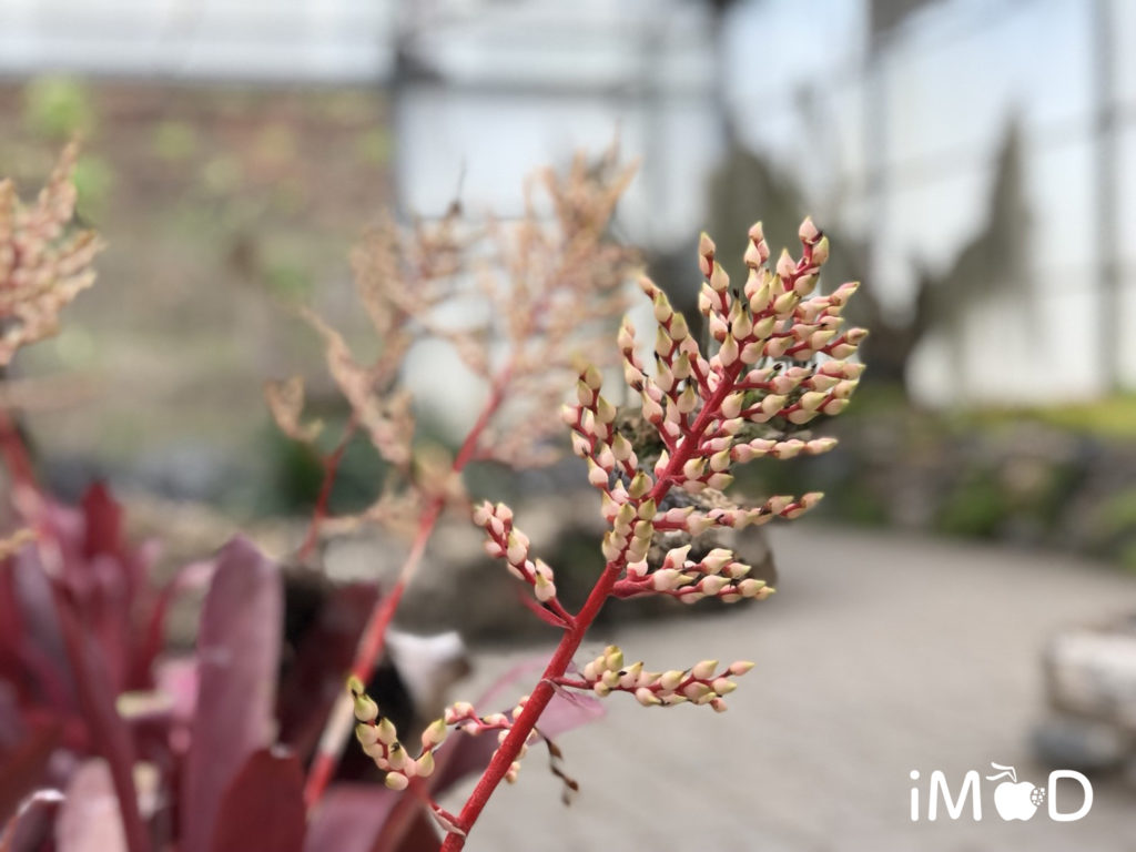 Iphone 8 Plus Portrait Natural Light Mode Flower 1