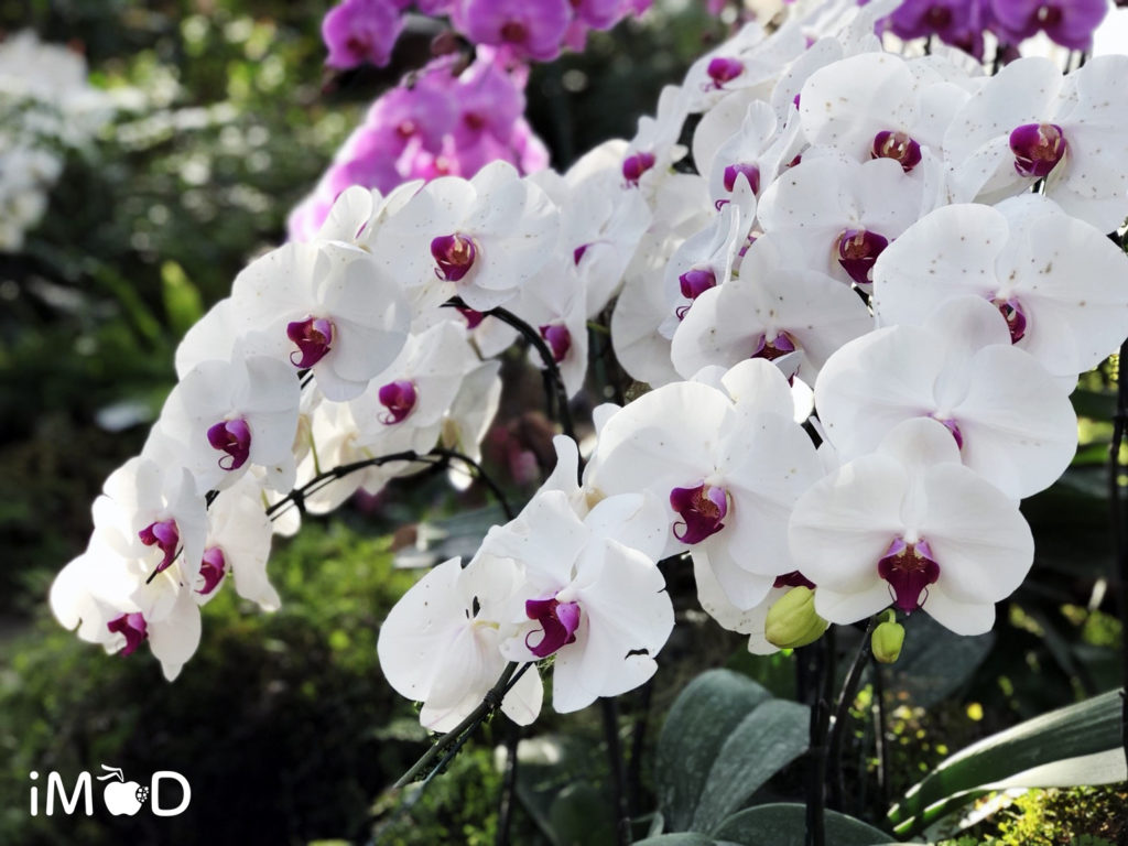 Iphone 8 Plus Portrait Natural Light Mode Flower 10