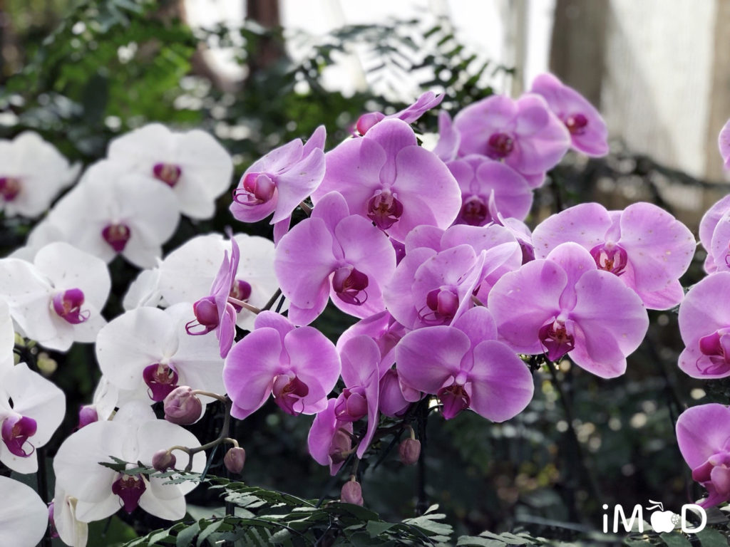 Iphone 8 Plus Portrait Natural Light Mode Flower 11