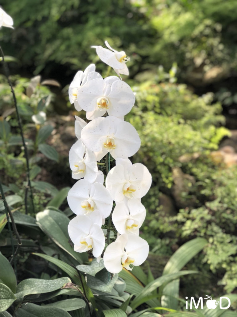 Iphone 8 Plus Portrait Natural Light Mode Flower 12