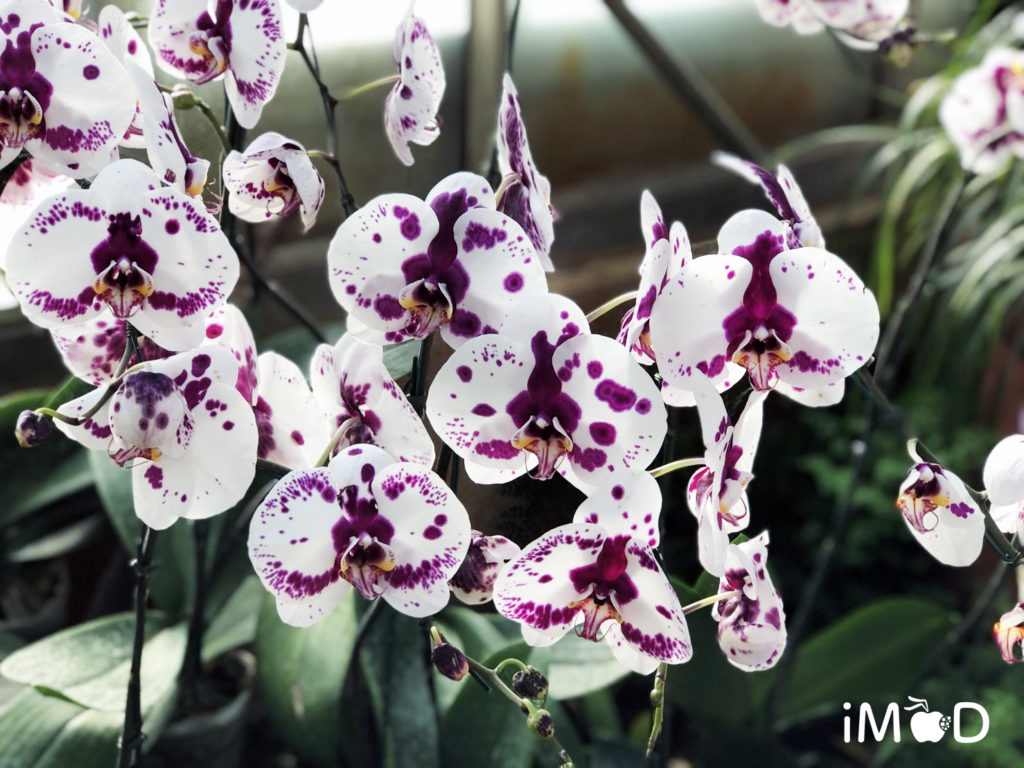 Iphone 8 Plus Portrait Natural Light Mode Flower 13