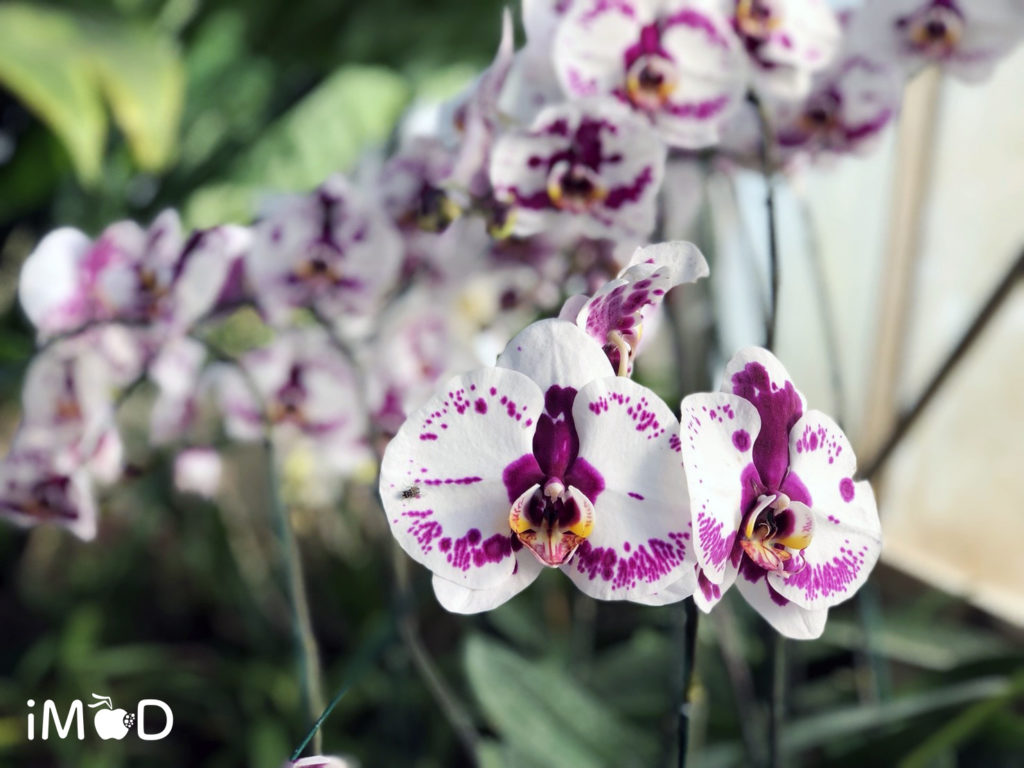 Iphone 8 Plus Portrait Natural Light Mode Flower 14