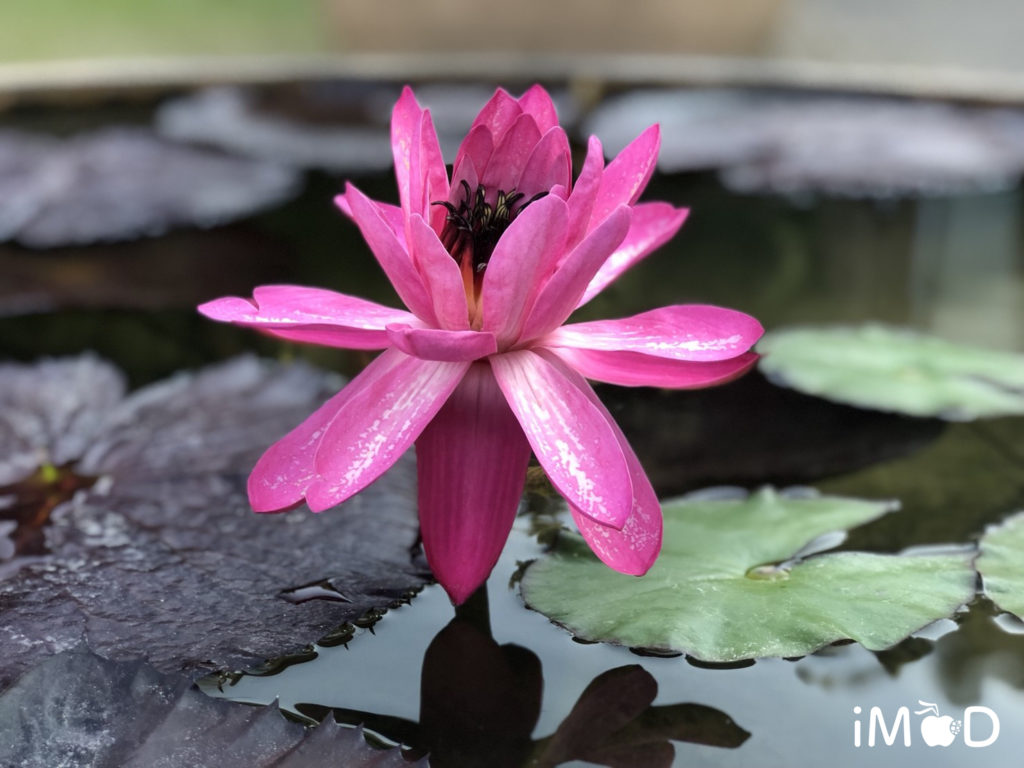 Iphone 8 Plus Portrait Natural Light Mode Flower 15