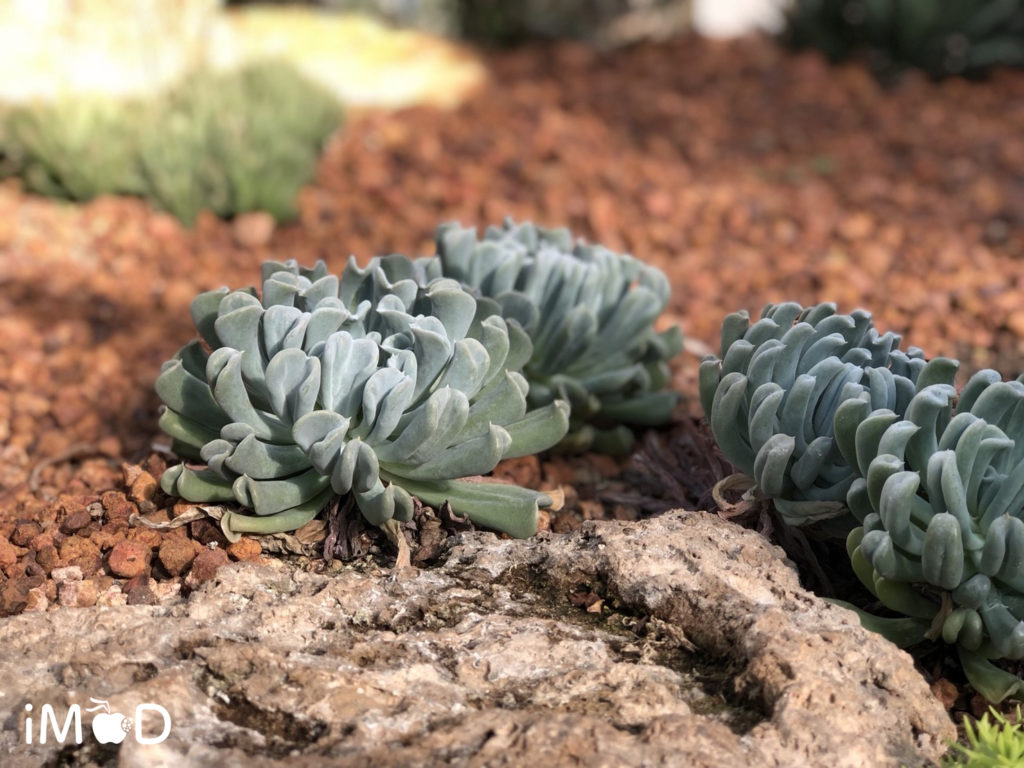 Iphone 8 Plus Portrait Natural Light Mode Flower 16