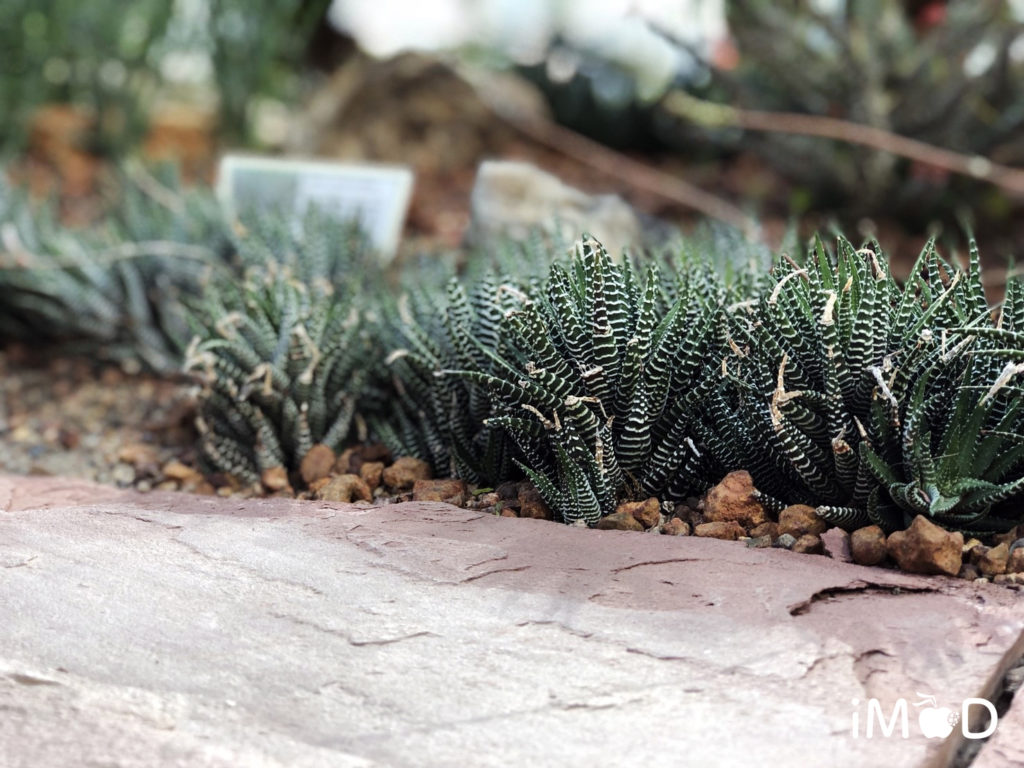 Iphone 8 Plus Portrait Natural Light Mode Flower 17