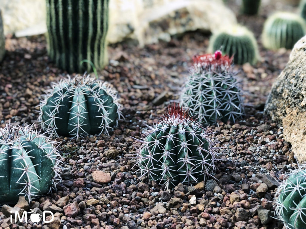 Iphone 8 Plus Portrait Natural Light Mode Flower 18