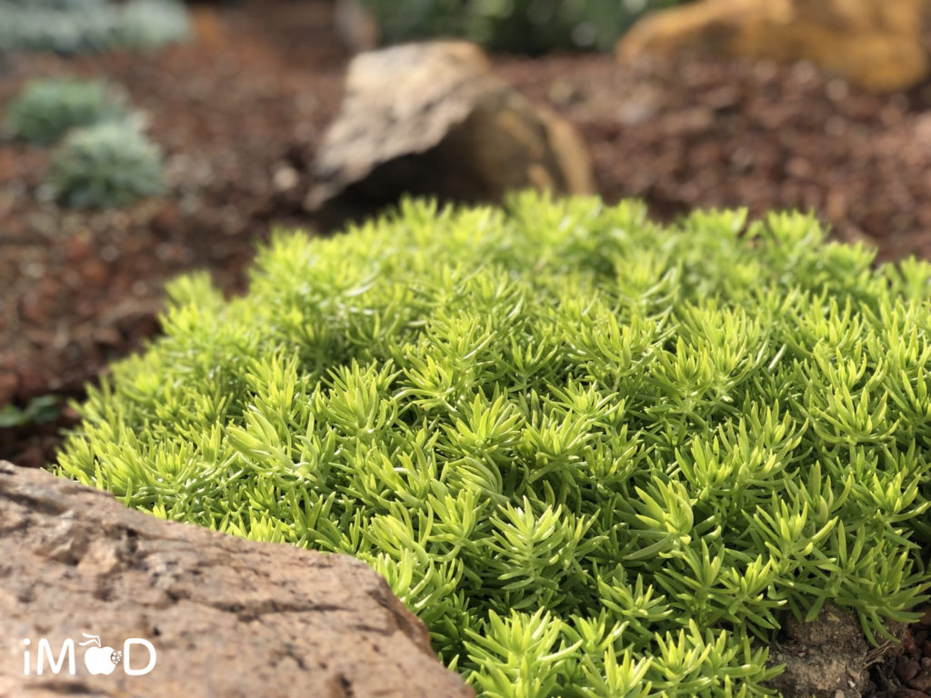 Iphone 8 Plus Portrait Natural Light Mode Flower 19