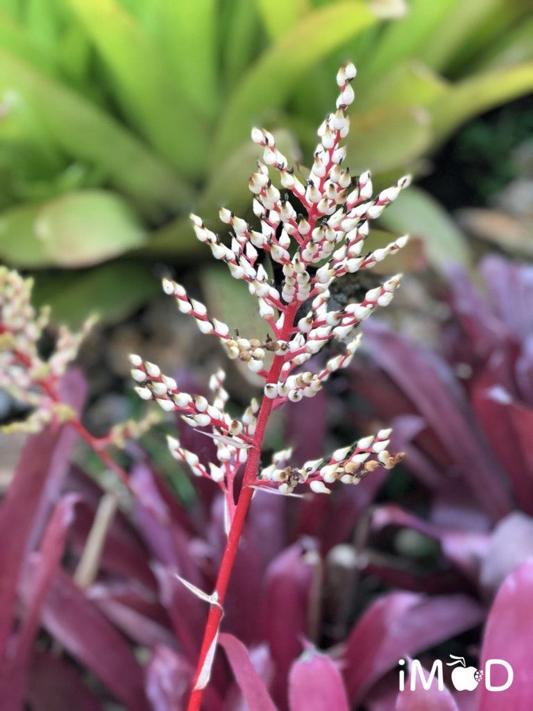 Iphone 8 Plus Portrait Natural Light Mode Flower 2