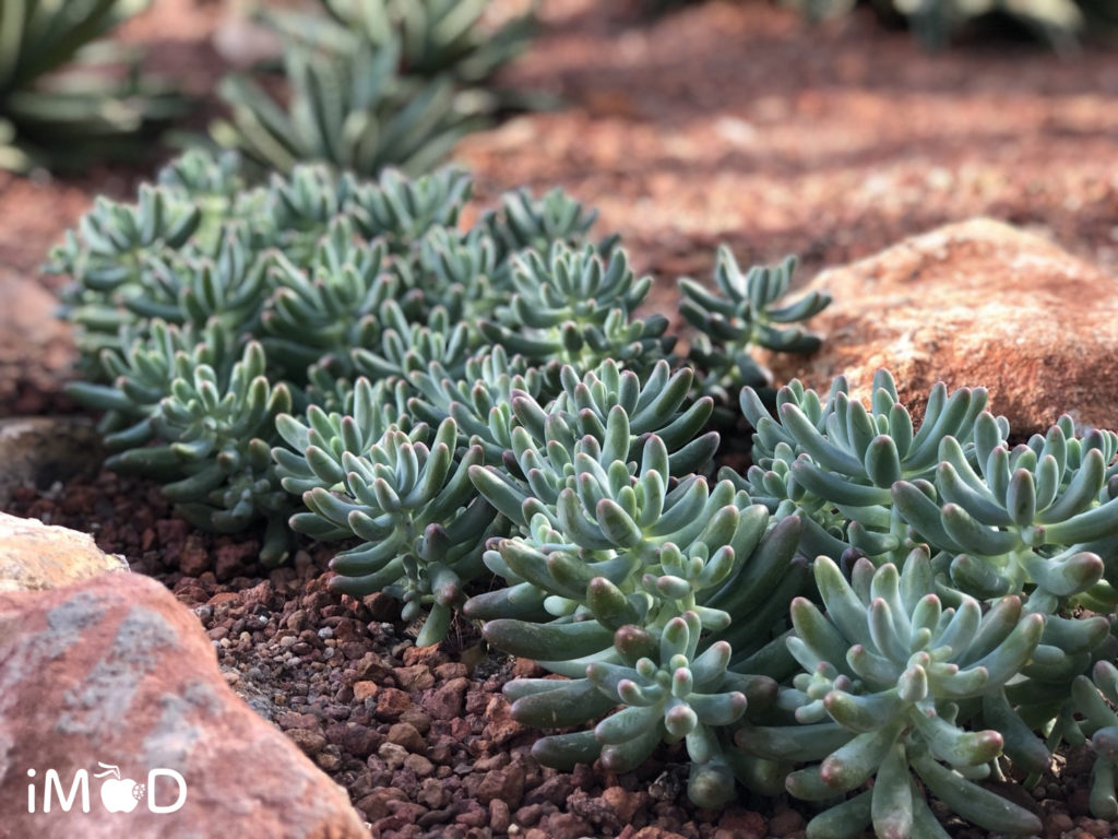 Iphone 8 Plus Portrait Natural Light Mode Flower 20