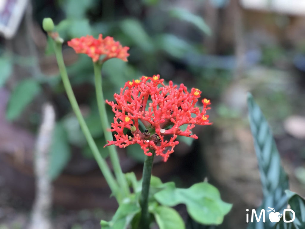 Iphone 8 Plus Portrait Natural Light Mode Flower 3