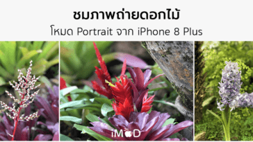 Iphone 8 Plus Portrait Natural Light Mode Flower