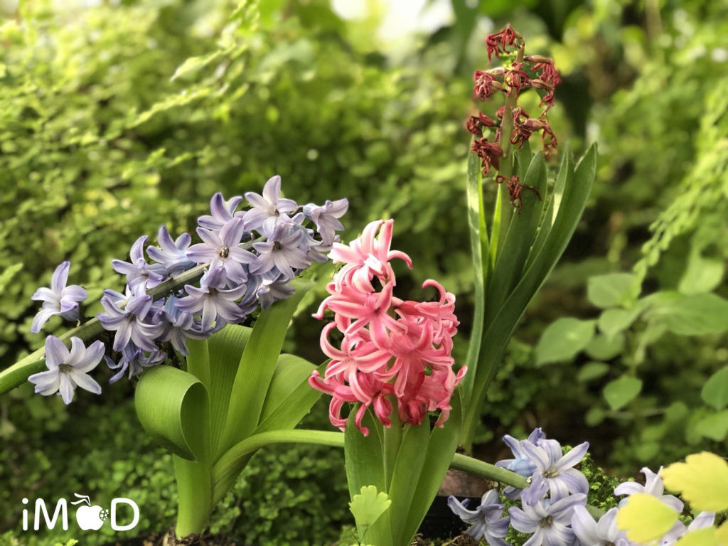 Iphone 8 Plus Portrait Natural Light Mode Flower 4