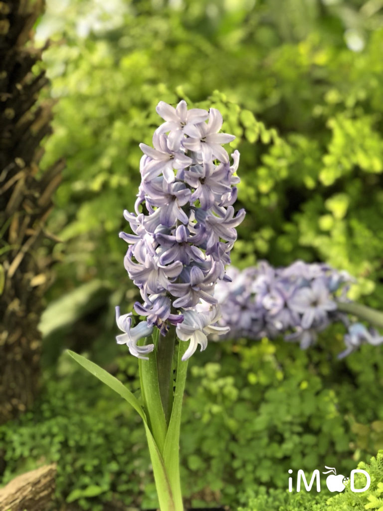 Iphone 8 Plus Portrait Natural Light Mode Flower 5