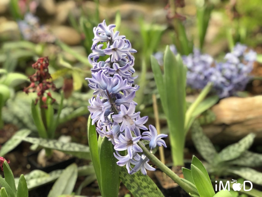 Iphone 8 Plus Portrait Natural Light Mode Flower 6