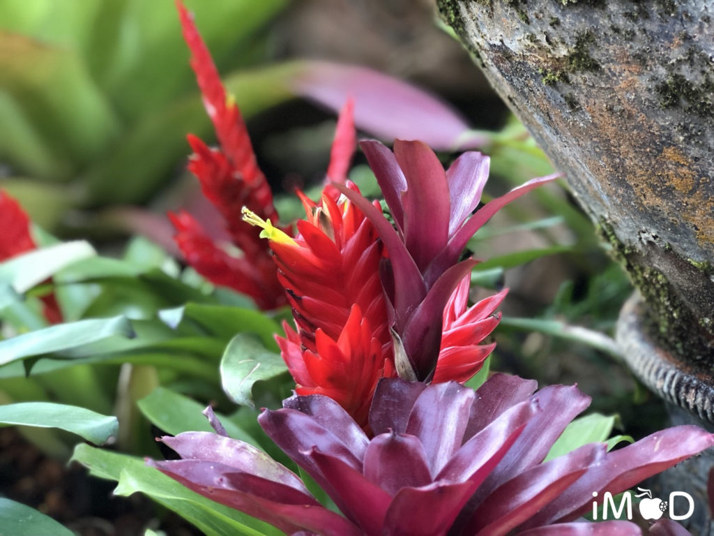 Iphone 8 Plus Portrait Natural Light Mode Flower 7