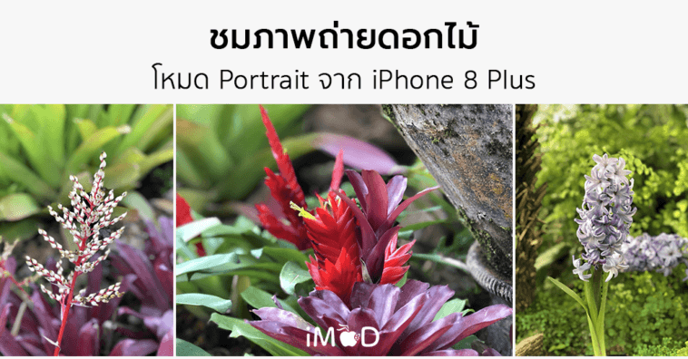 Iphone 8 Plus Portrait Natural Light Mode Flower