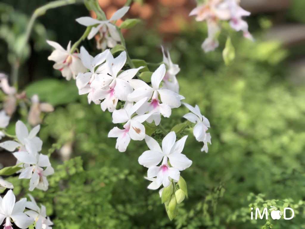 Iphone 8 Plus Portrait Natural Light Mode Flower 8