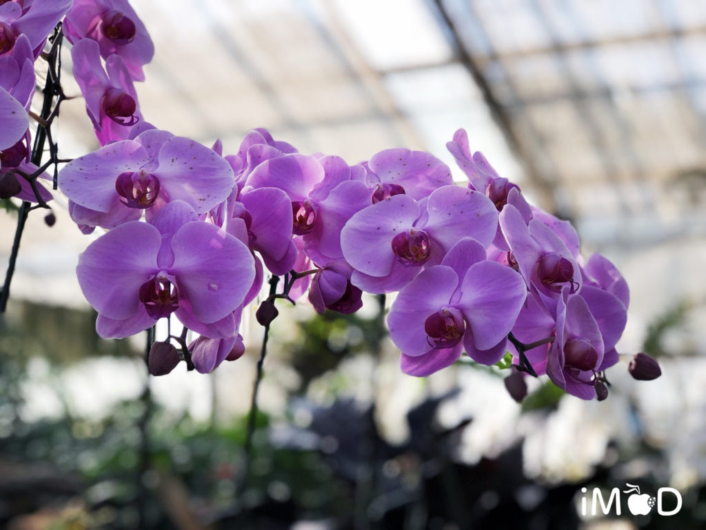 Iphone 8 Plus Portrait Natural Light Mode Flower 9