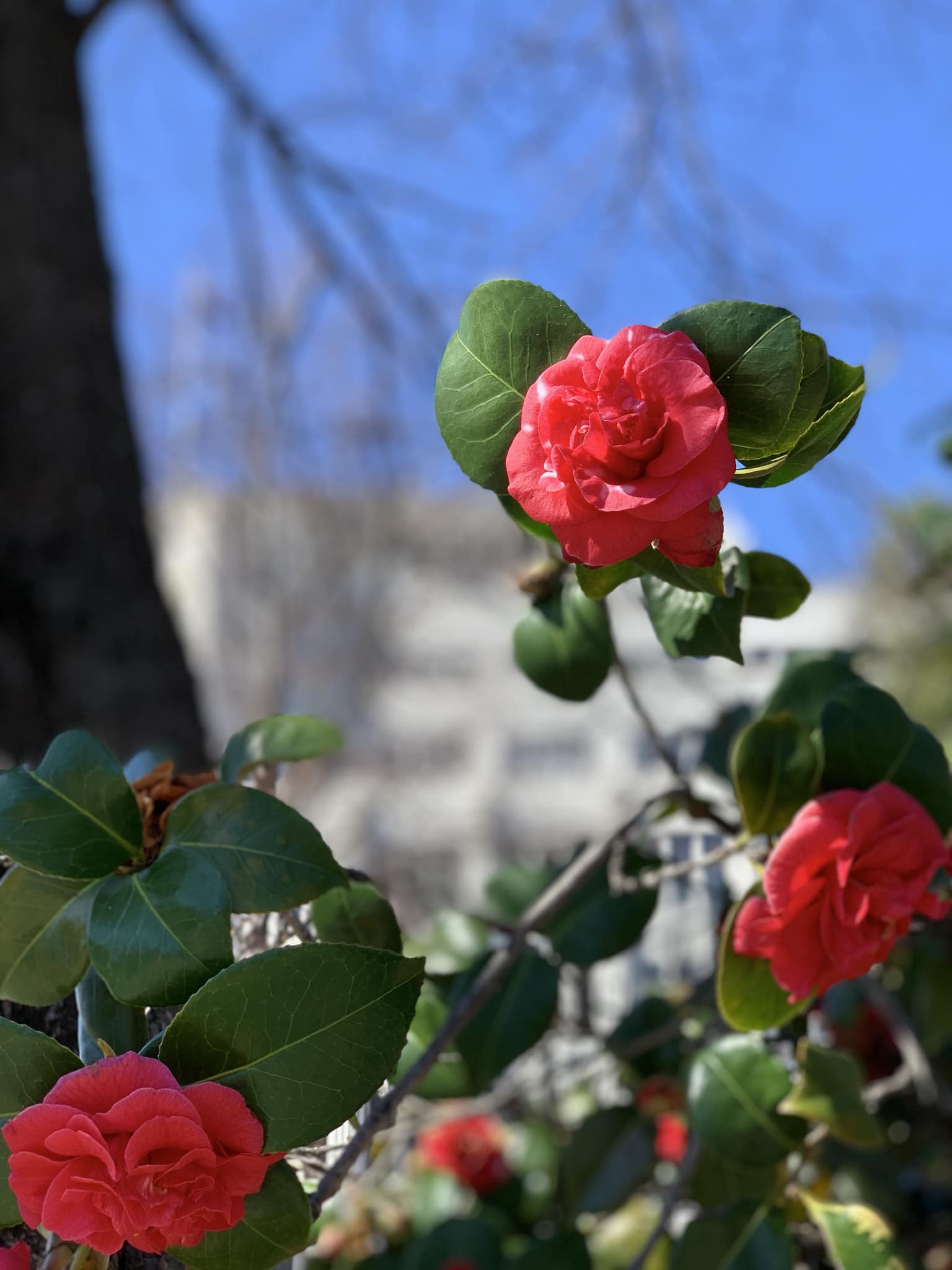 Shot On Iphone Xs Max 4