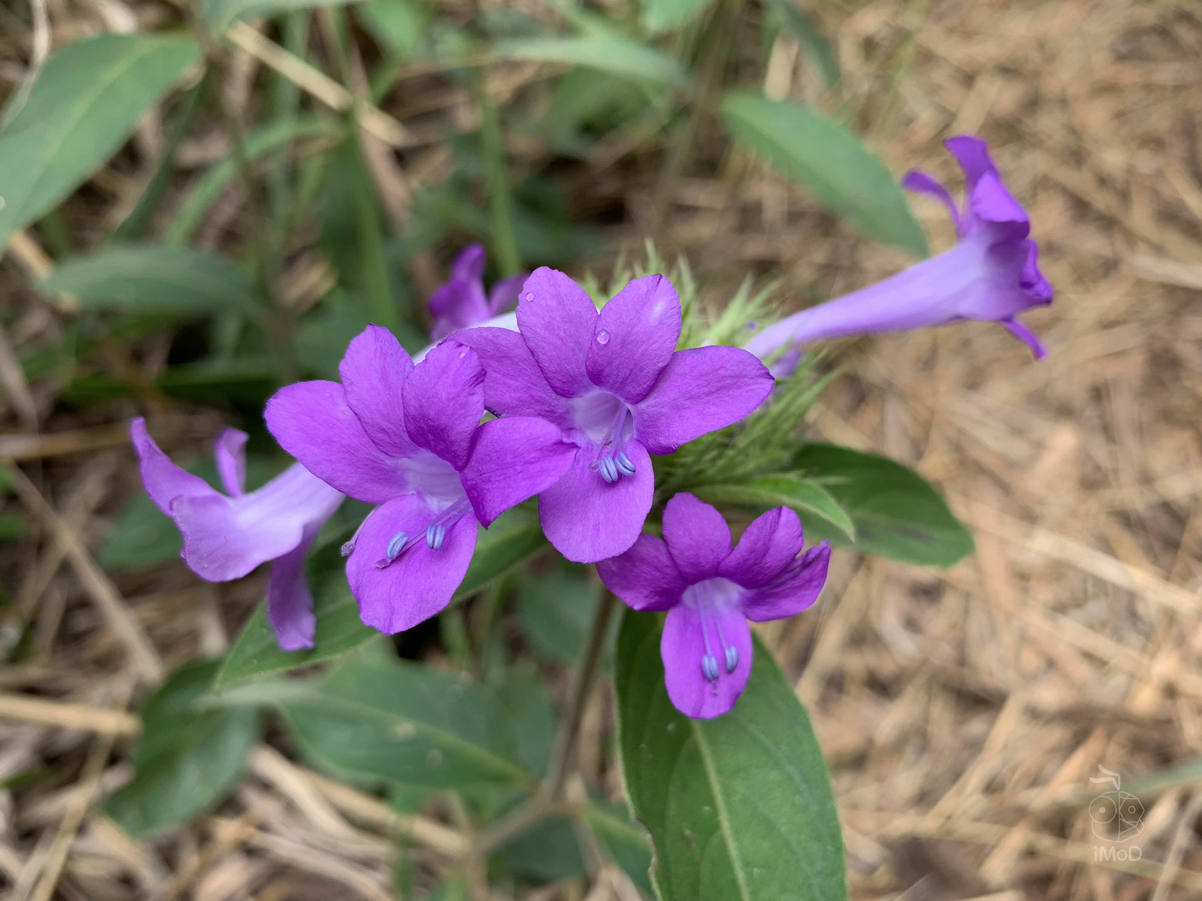 Photo Shot On Iphone Xr From Photographer Set 1 2001